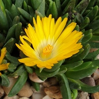 Delosperma congestum